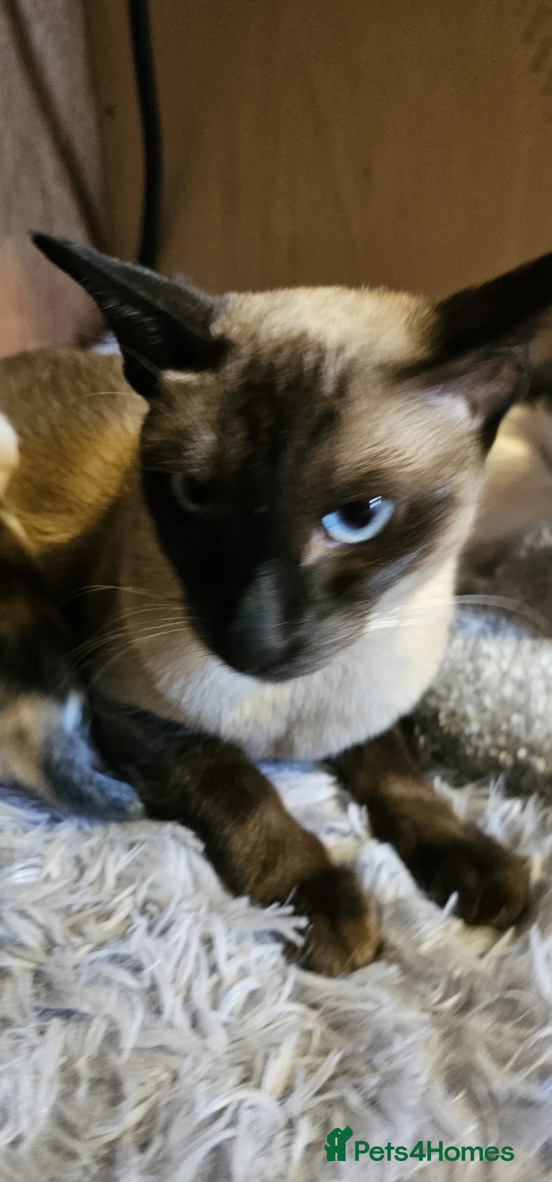 Siamese cats for sale: GCCF Seal Point Siamese Queen for Sale - Advert 1
