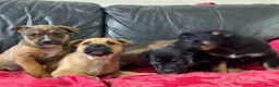 Mixed Breed dogs for sale: German shepherd x Staff litter - super friendly - Advert 4