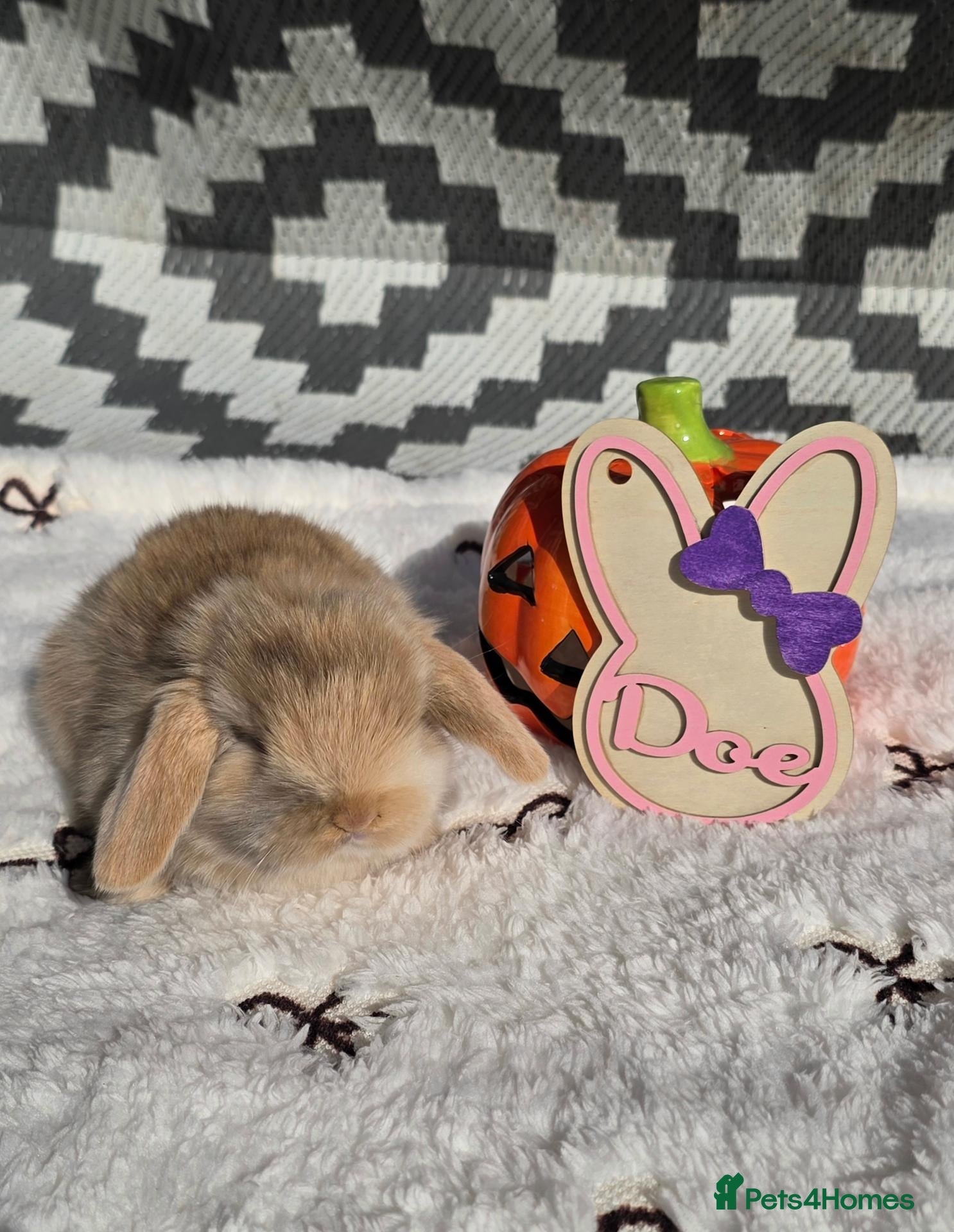 Mini Lop rabbits Purebred Mini lops - Advert 1