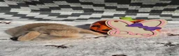 Mini Lop rabbits for sale: Purebred Mini lops - Advert 1