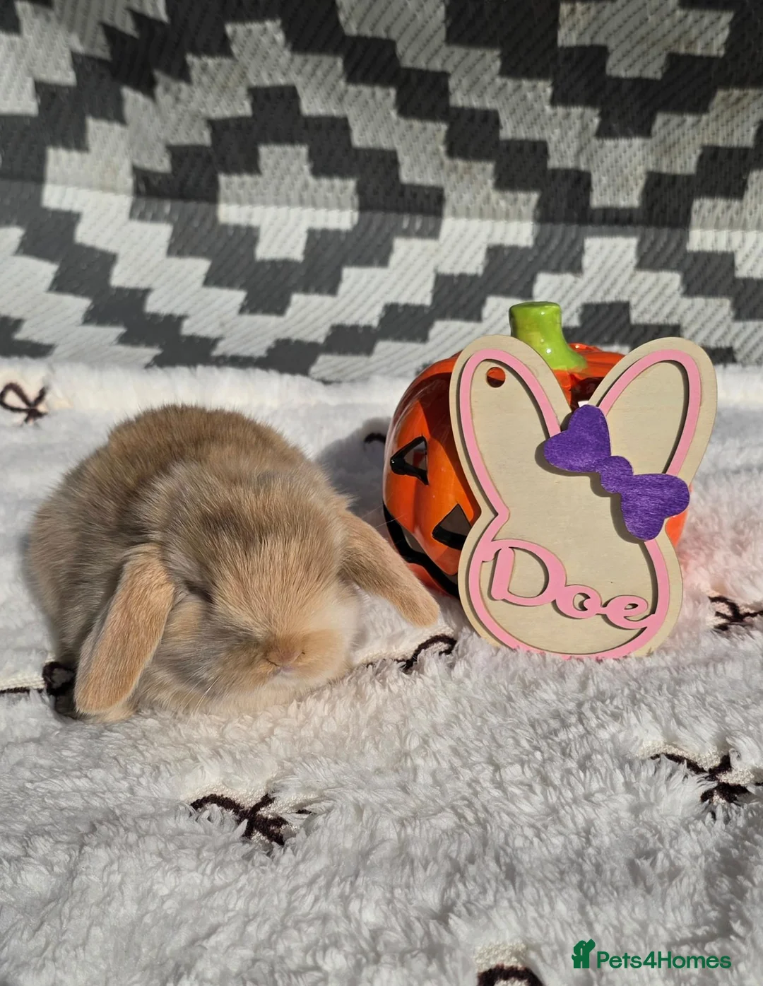 Mini Lop rabbits for sale: Purebred Mini lops - Advert 1