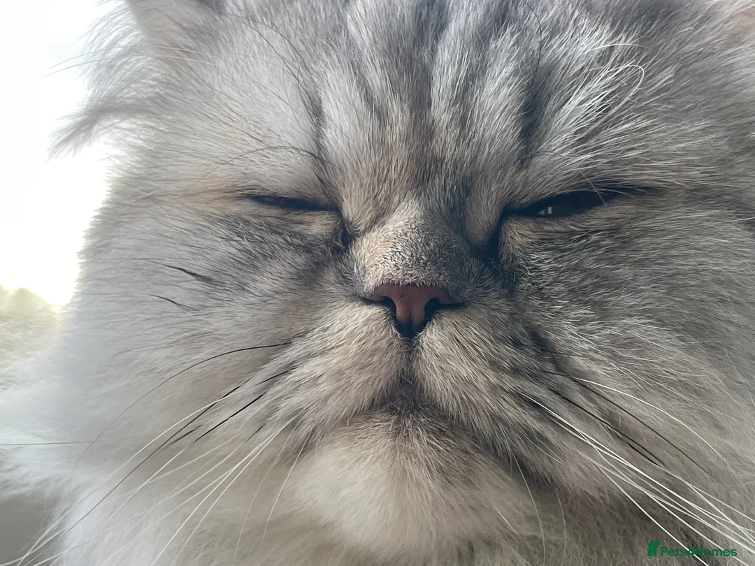 Persian cats for sale: Persian cat - Advert 7