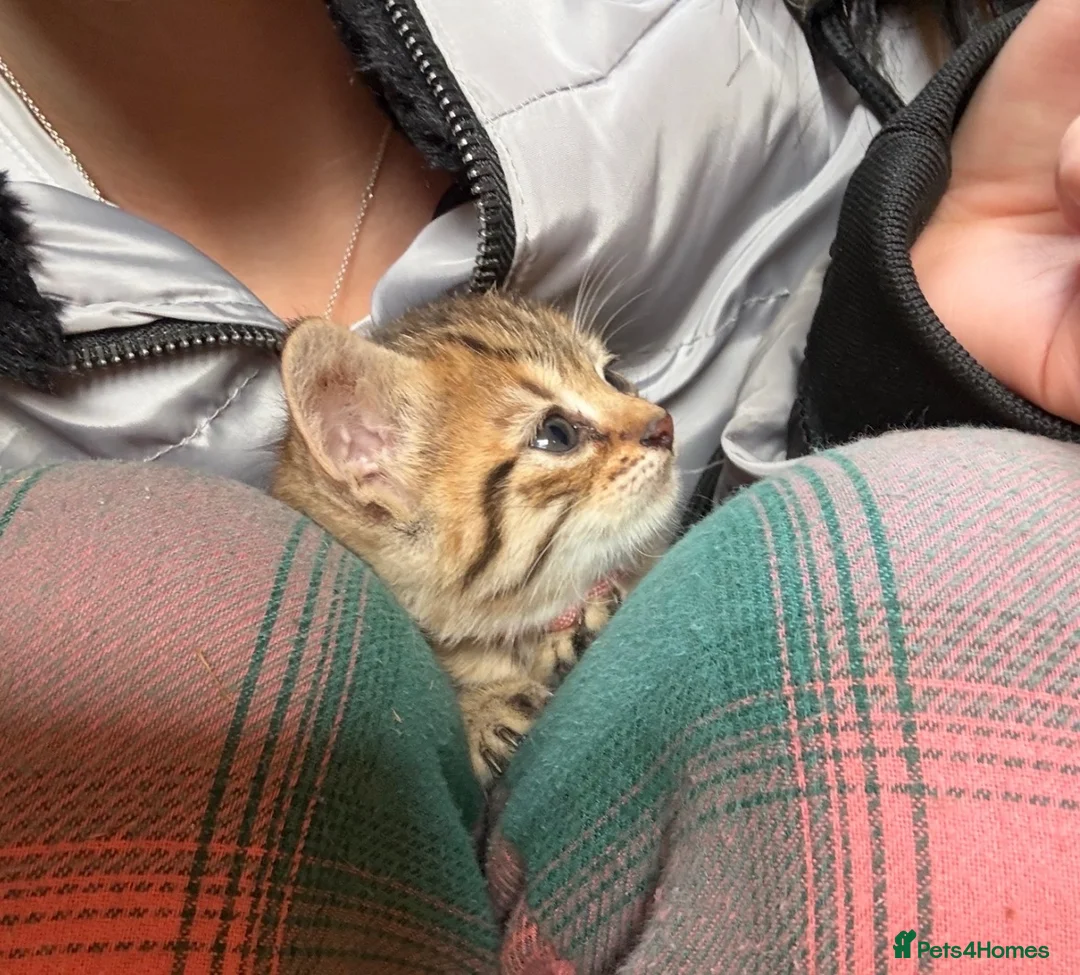 Mixed Breed cats for sale: Beautiful Bengal X kittens for sale  - Advert 2