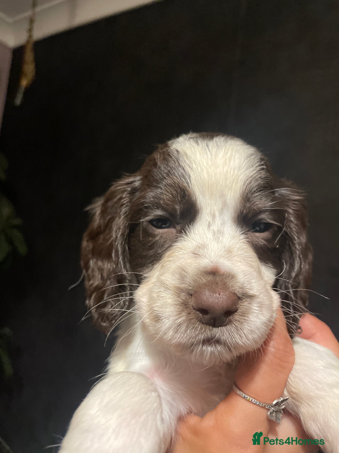 Cocker Spaniel dogs for sale: Stunning cocker spaniel puppies  - Image 10