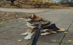 Saarloos Wolfdog dogs for sale: WEST SIBERIAN LAIKA TRAINED IMPORTED VIDEOS - Image 2