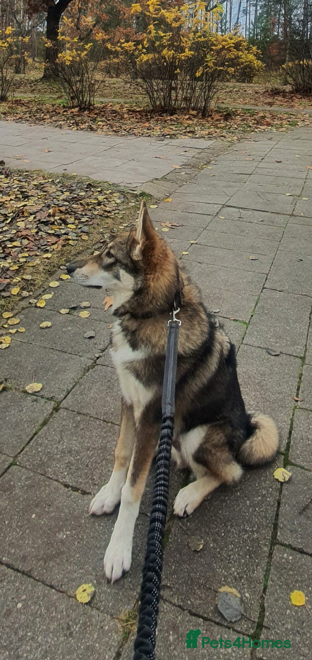 Saarloos Wolfdog dogs for sale: WEST SIBERIAN LAIKA TRAINED IMPORTED VIDEOS - Image 2