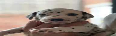 Dalmatian 3