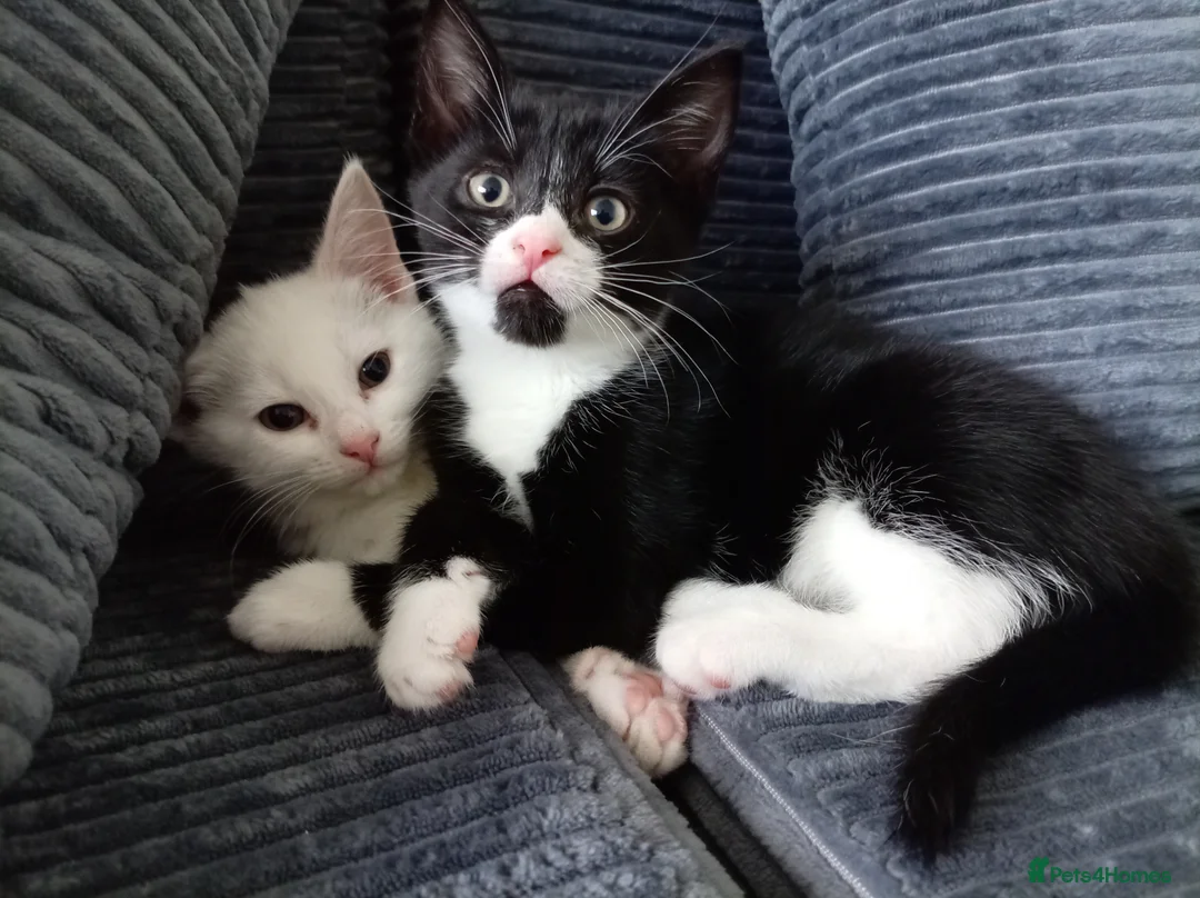 British Shorthair cats for sale: 2 Male Kittens Ready Now - Advert 7