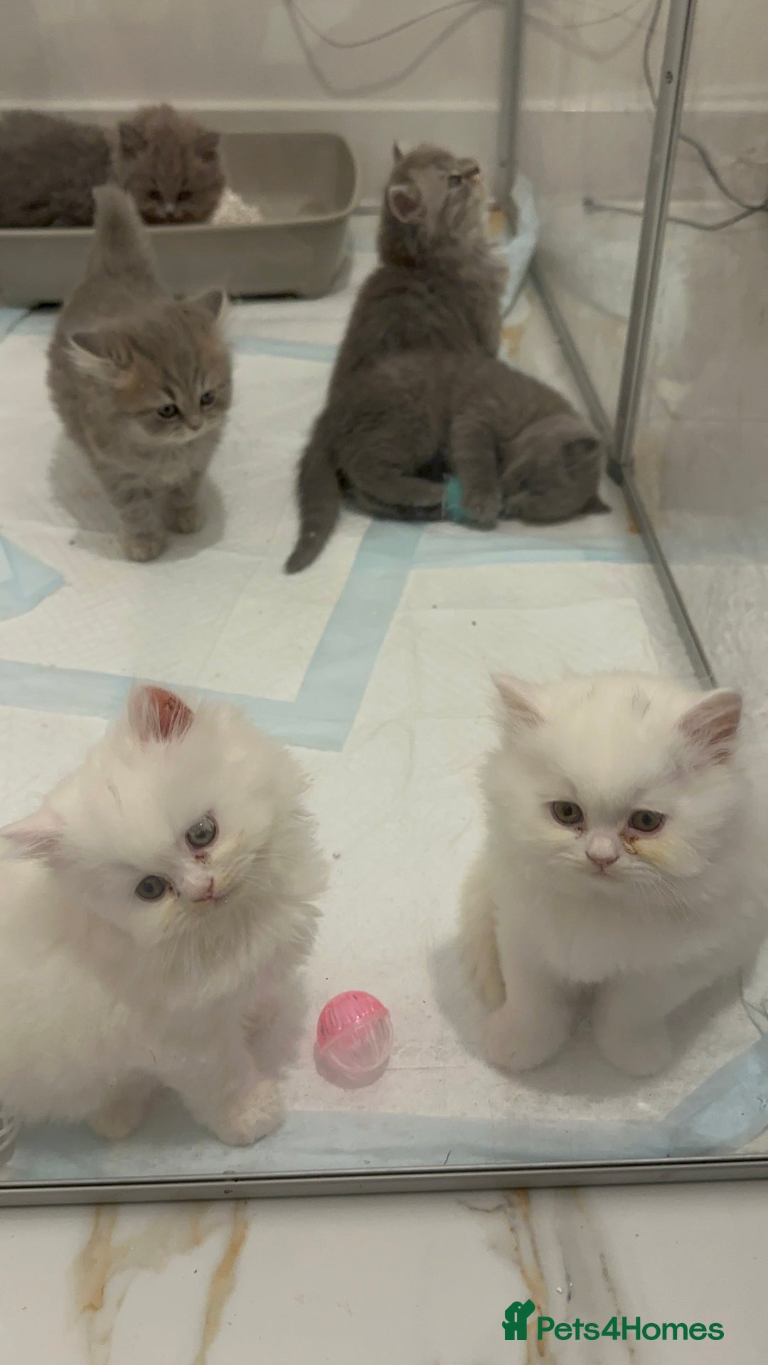 British Longhair cats for sale: British Longhair GCCF Registered  - Image 9