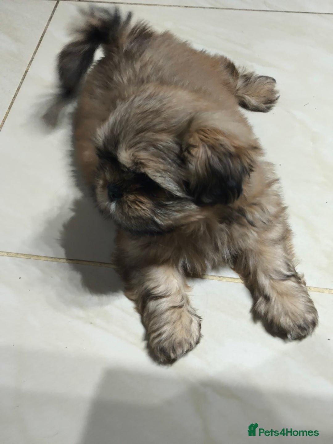 Shih Tzu dogs for sale: SHIH TZU STANDARD - PURE BREED  - Advert 5