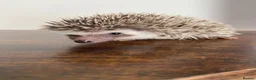 Pygmy Hedgehog rodents for sale: Ready now - Female Pygmy Hedgehog - Advert 6