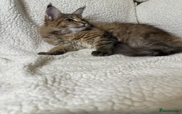 Maine Coon cats for sale: Stuning Maine Coon girl - Advert 4