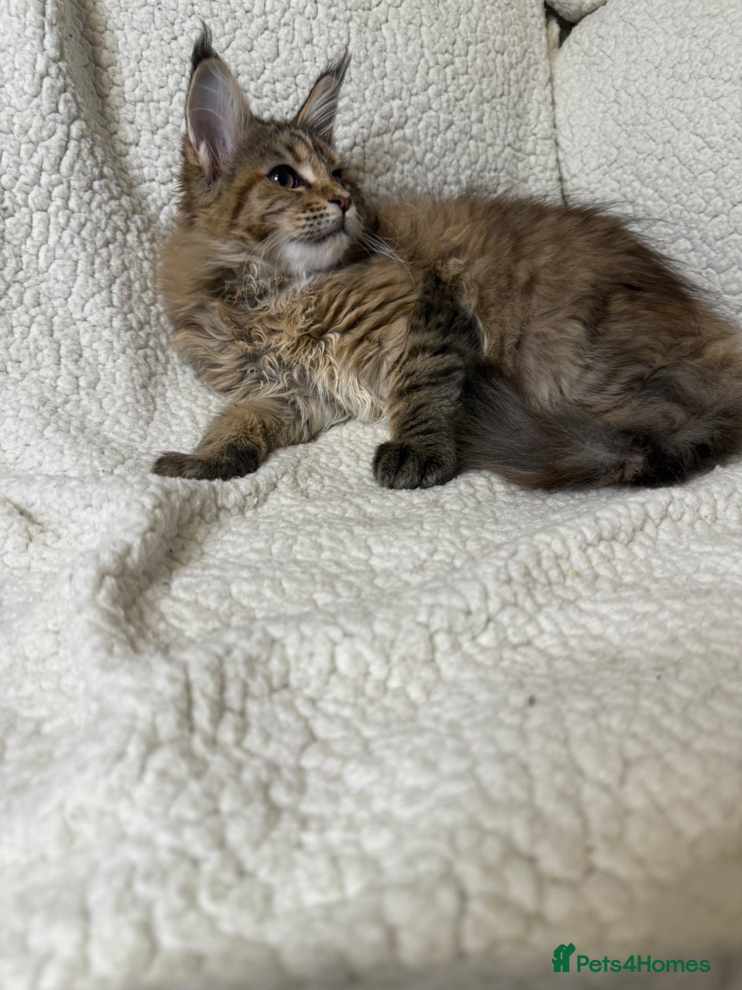 Maine Coon cats for sale: Stuning Maine Coon girl - Advert 4