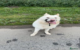 German Shepherd dogs for sale: Male German Shepherd looking for a new home - Image 2