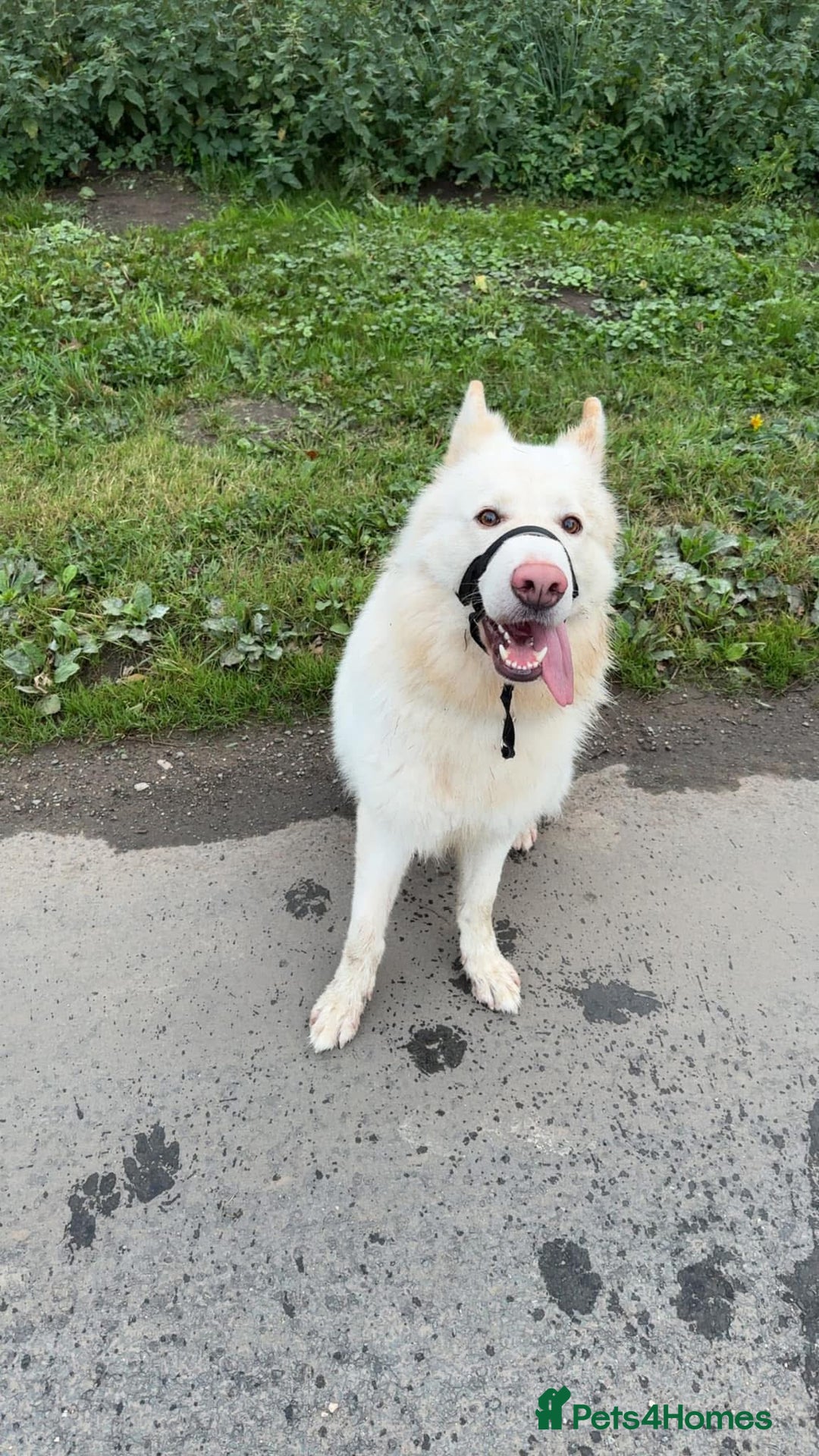 German Shepherd dogs for sale: Male German Shepherd looking for a new home - Image 2