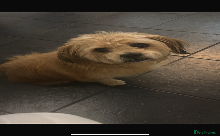 Mixed Breed dogs - Advert 4