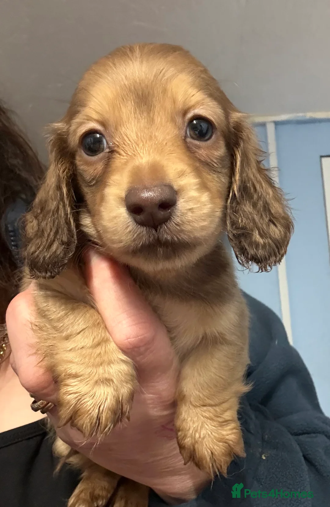 Miniature Dachshund dogs for sale: Miniature long haired Dachshund puppies Kc reg  - Advert 23