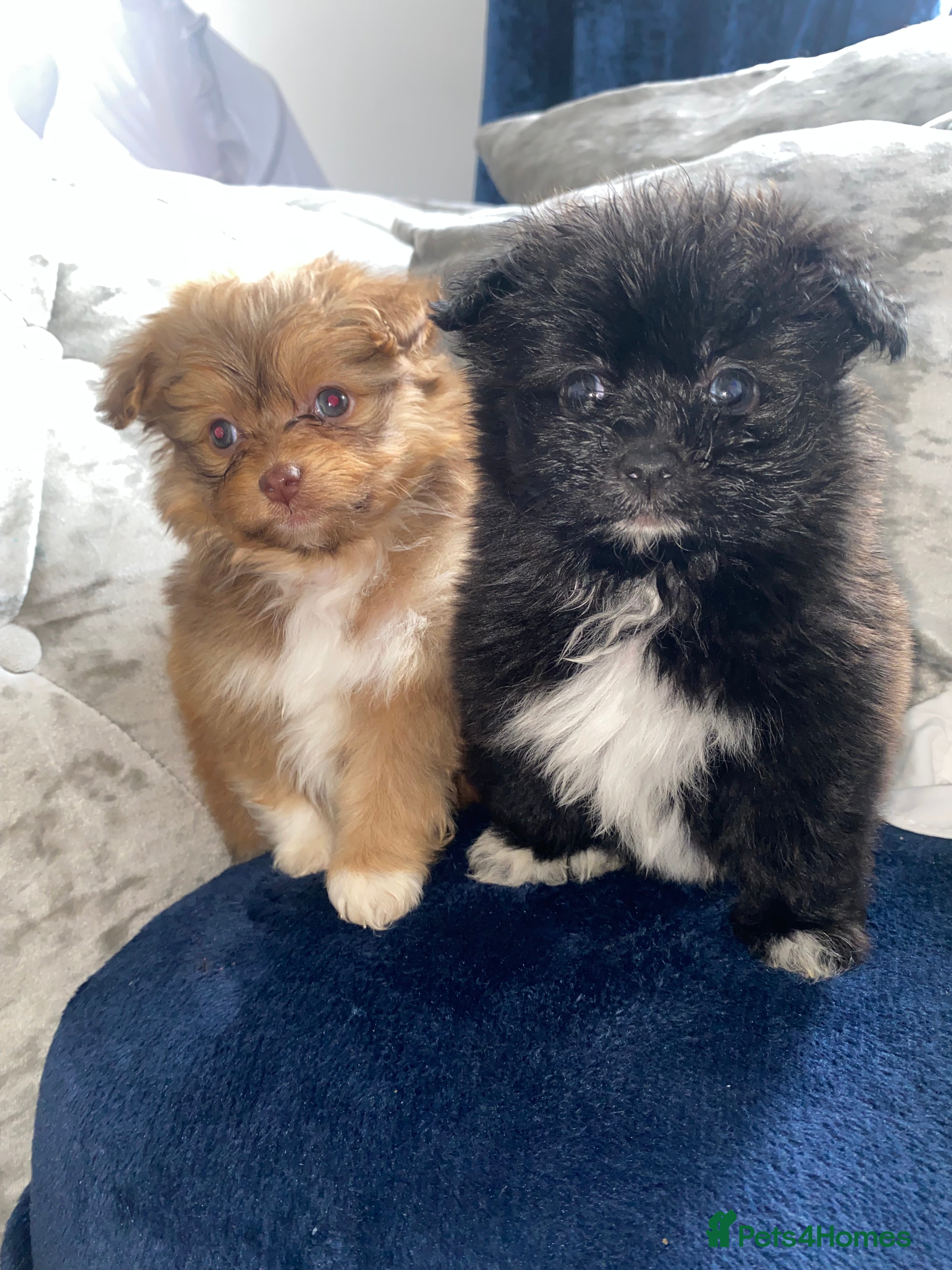 Pomapoo dogs Toy Asian pomapoo - Advert 3