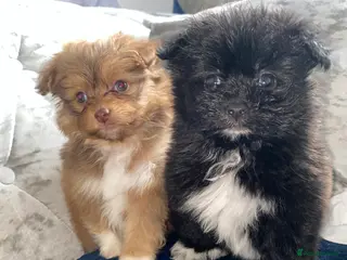 Pomapoo dogs Toy Asian pomapoo - Advert 9