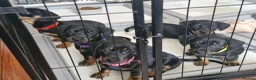 Dachshund dogs for sale: READY TO LEAVE 1 Dachsund Puppy (1 Girl) - Advert 5