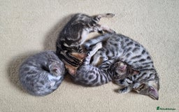 Bengal cats for sale: Bengal kittens. Absolutely beautiful!  - Image 8