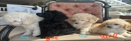 Miniature Poodle dogs for sale: Pedigree club registered Miniature poodles  - Advert 23