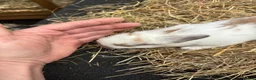 Lionhead rabbits for sale: Lion heads  - Advert 15