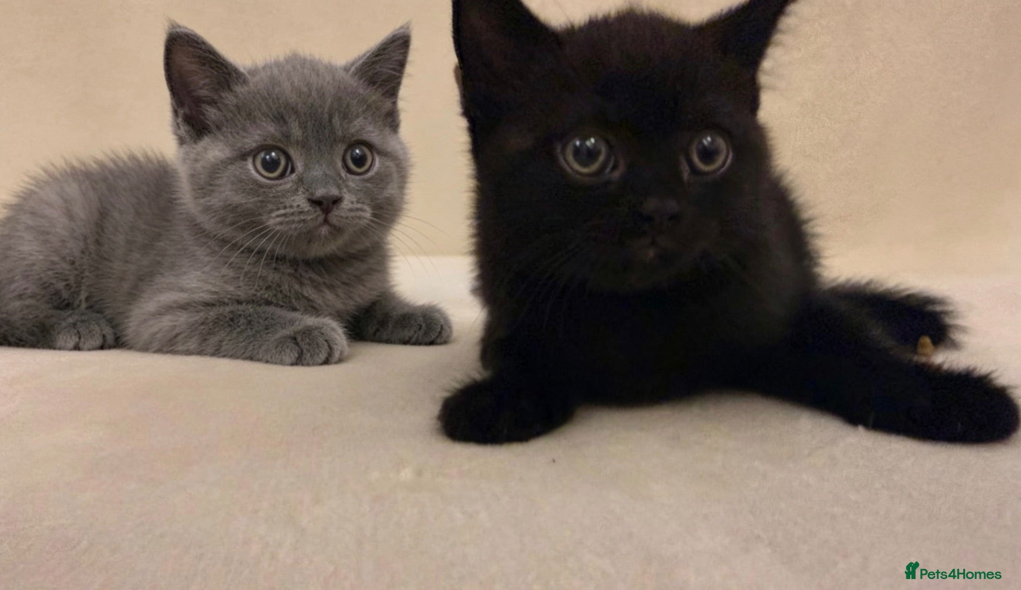 British Shorthair cats DNA health tested BSH kittens  - Advert 2