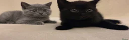 British Shorthair cats for sale: DNA health tested BSH kittens  - Advert 1