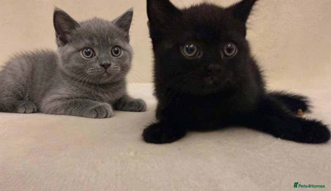 British Shorthair cats for sale: DNA health tested BSH kittens  - Advert 1
