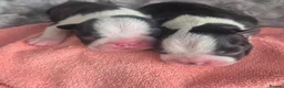 Boston Terrier dogs for sale: X2 Stunning Male Boston Terrier Puppies  in Newcastle upon Tyne - Advert 31