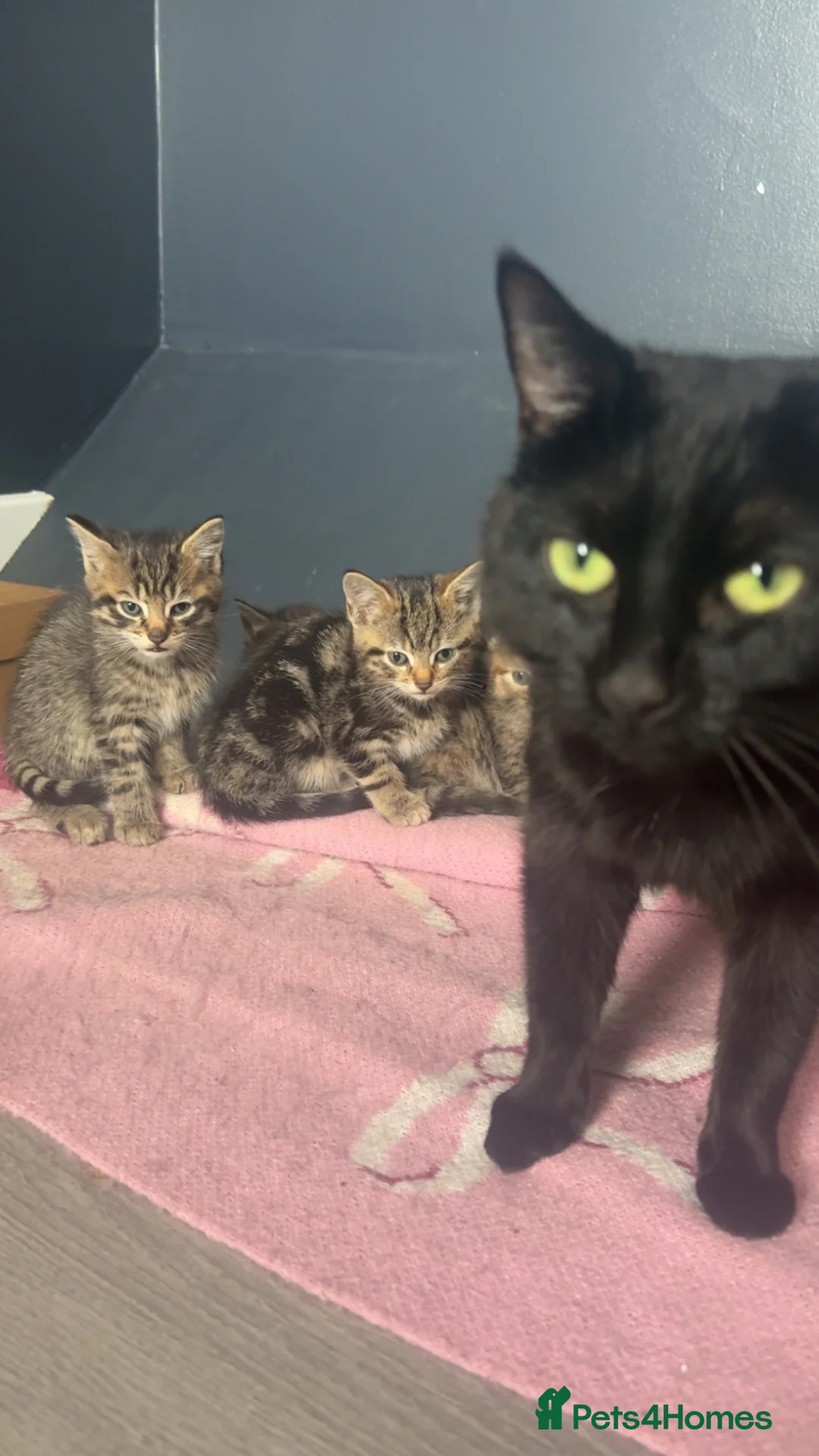 Mixed Breed cats for sale: beautiful kittens looking for their forever home  - Advert 2