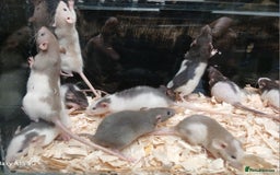 Rat rodents for sale: Baby Dumbo Rat's Males and Females - Image 1