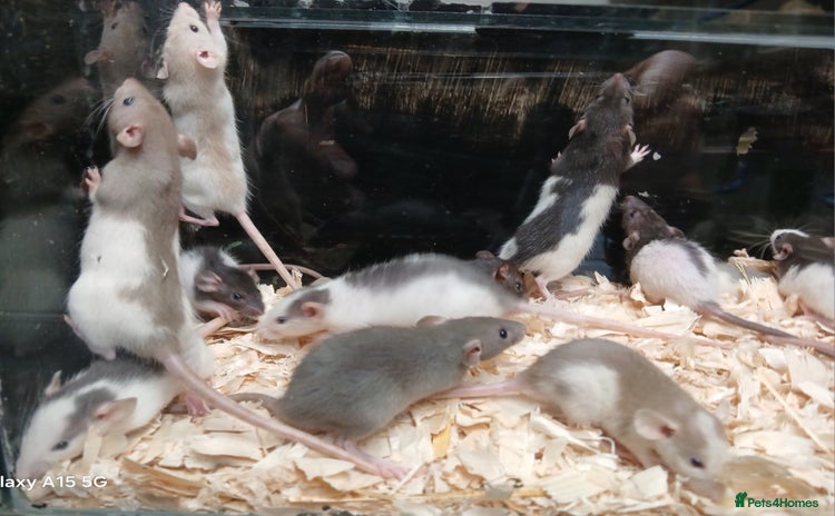 Rat rodents - Advert 3