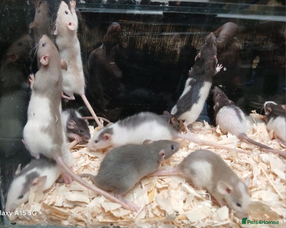 Rat rodents - Advert 3