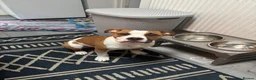 American Bulldog dogs for sale: American Bulldog 6 months old  - Advert 8