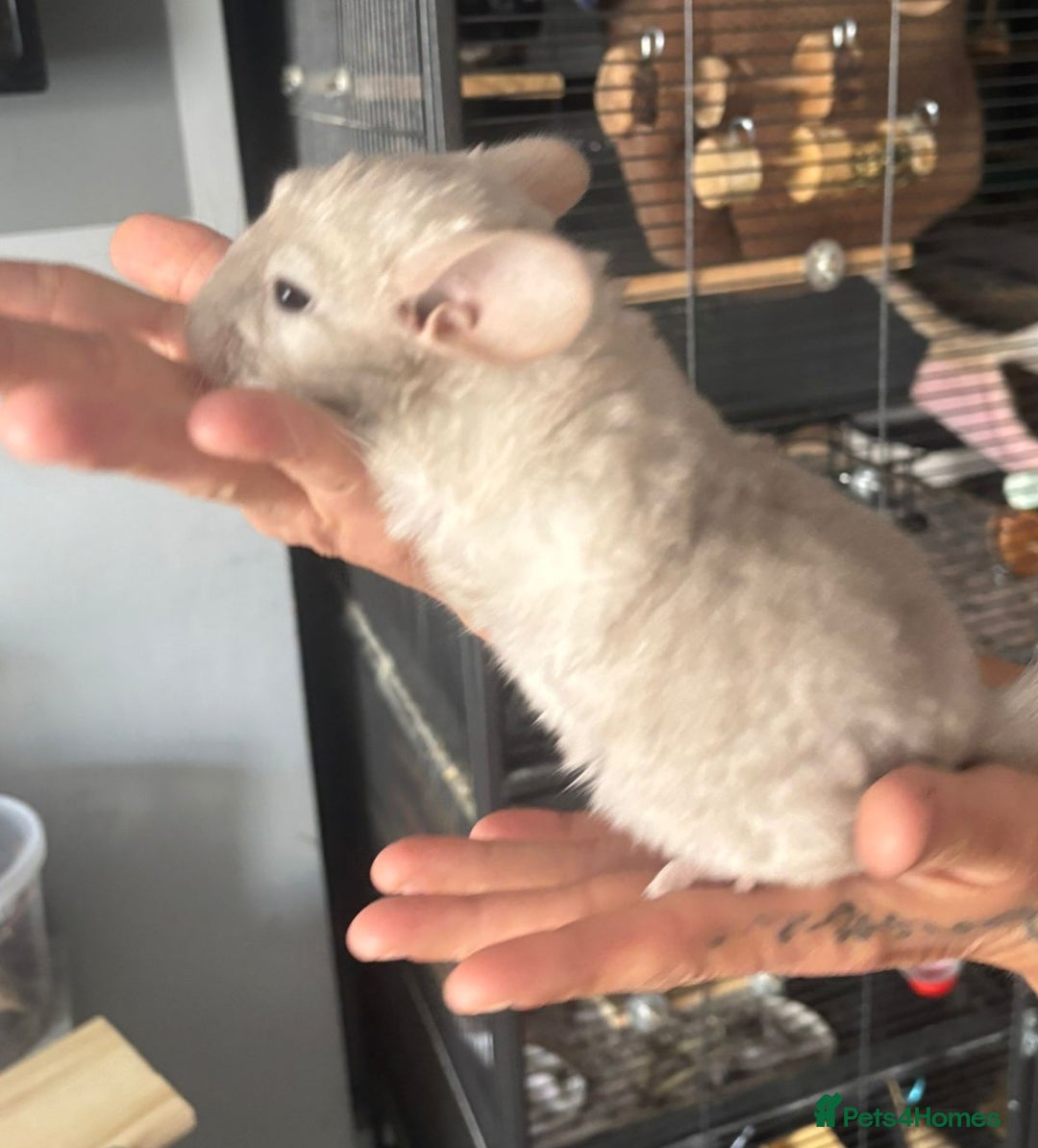 Chinchilla rodents for sale: Beige male chinchilla kits ready to reserve  - Image 2