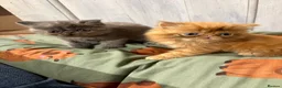 Exotic cats for sale: Beautiful exotic / Persian kittens 1 male 1 female - Advert 5