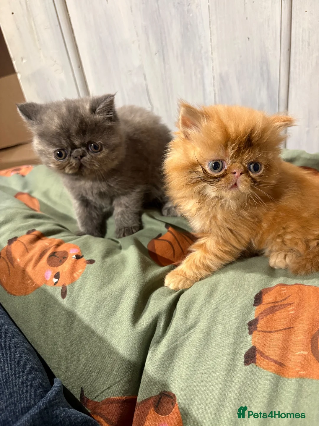 Exotic cats for sale: Beautiful exotic / Persian kittens 1 male 1 female - Advert 5