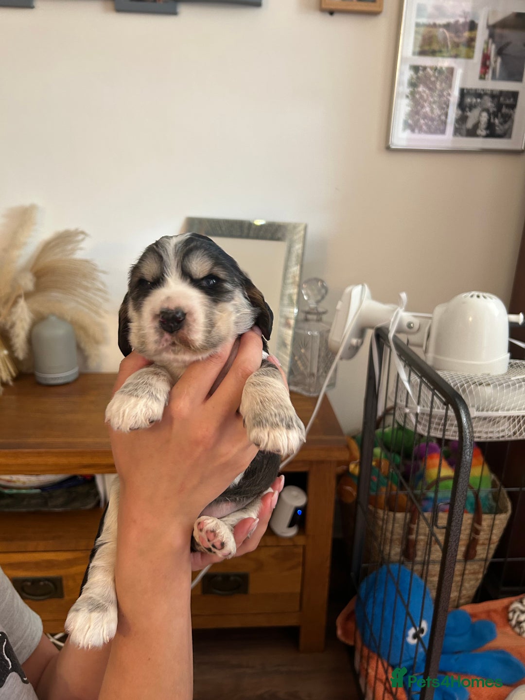 Cocker Spaniel dogs for sale: Gorgeous Cocker Spaniel Puppies - Image 23