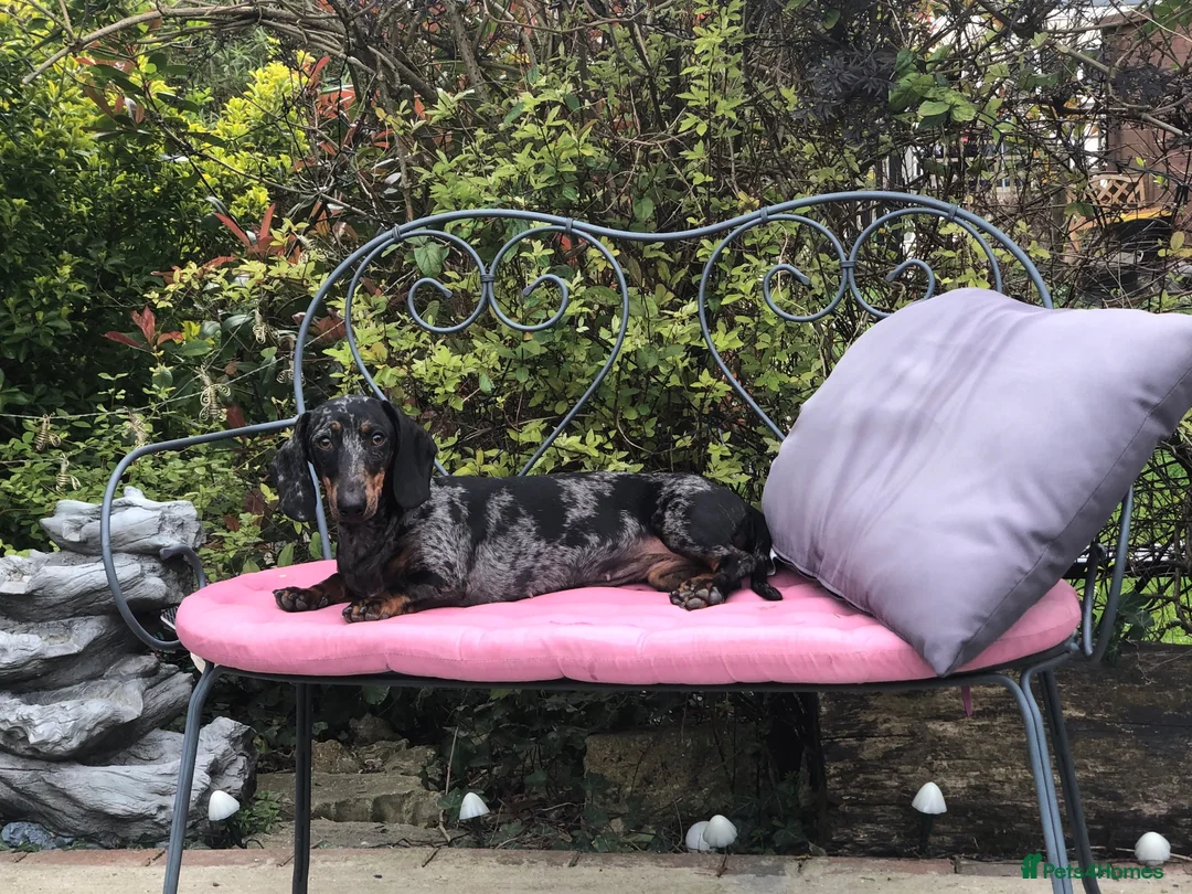 Dachshund dogs for sale: Stunning mini dachshunds  - Advert 2