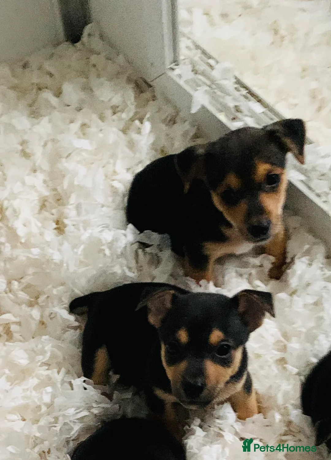 Jack Russell dogs for sale: Fabulous Jack Russell puppies  - Advert 19