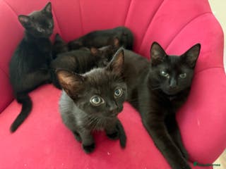 American Shorthair cats Kittens for sale boys and girls. - Advert 14