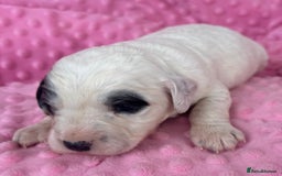 Mixed Breed dogs for sale: Cocker spaniel x Cavapoo puppies  - Image 4