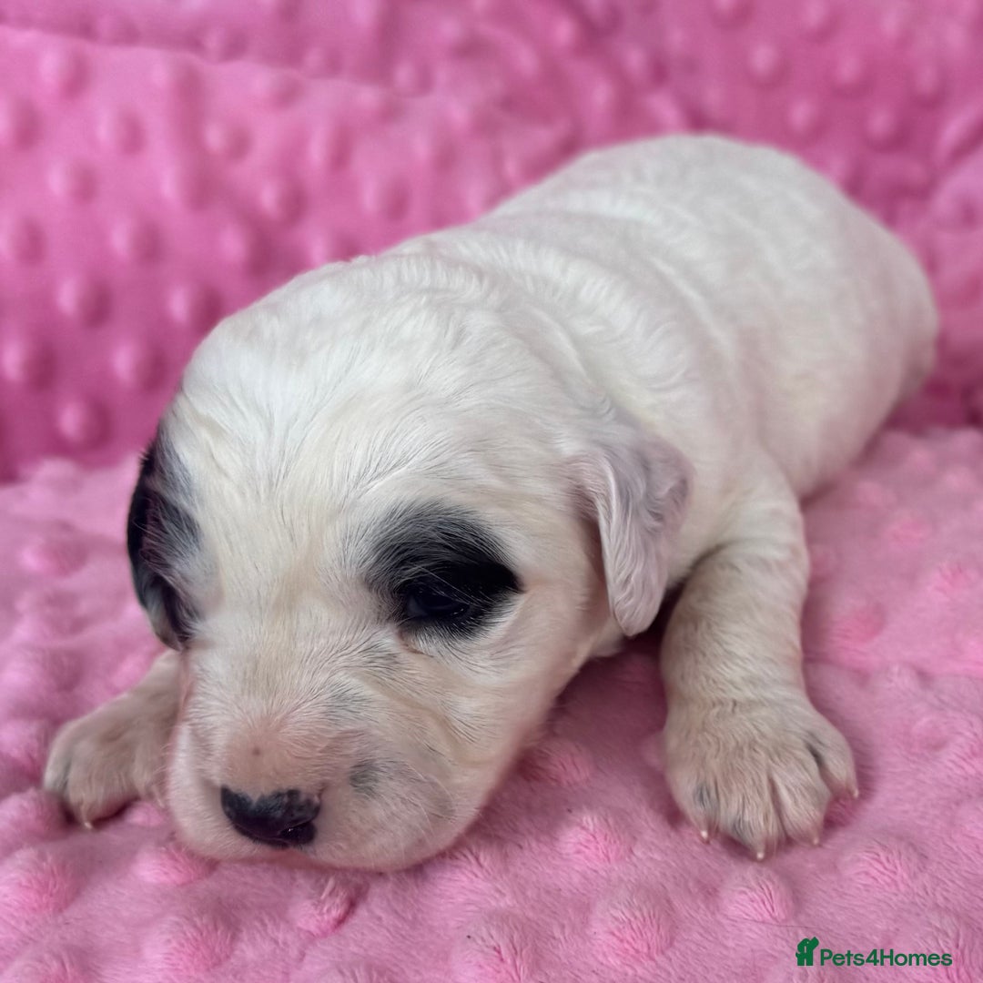 Mixed Breed dogs for sale: Cocker spaniel x Cavapoo puppies  - Image 4
