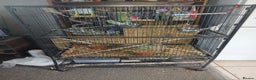 Budgerigars birds for sale: 4 budgies and cage for sale  - Advert 3