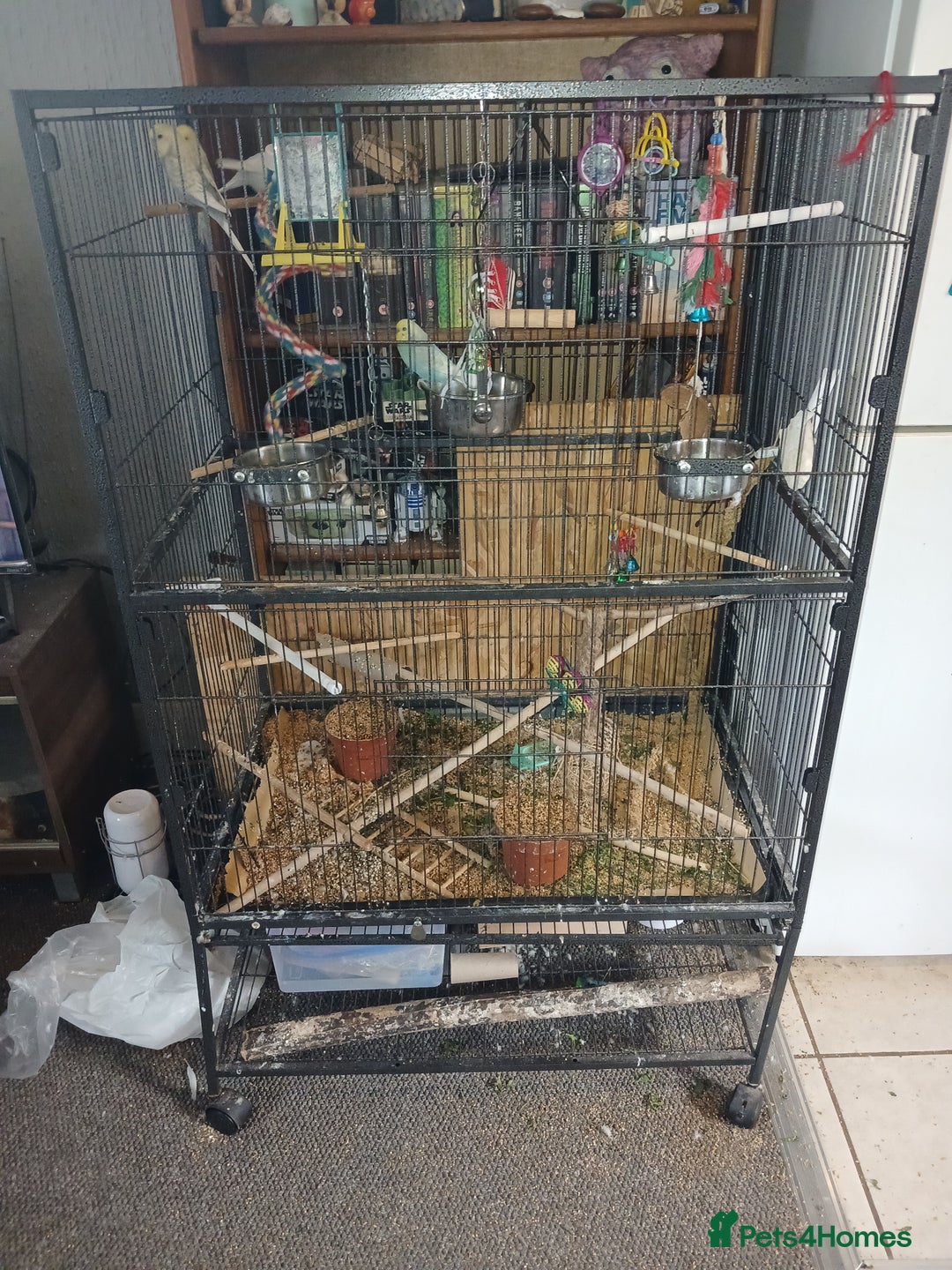 Budgerigars birds for sale: 4 budgies and cage for sale  - Advert 3