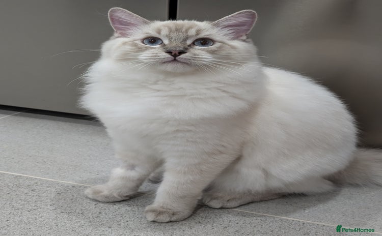Ragdoll cats - Advert 3