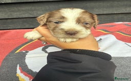 Cocker Spaniel dogs for sale: Cocker puppy 1 bitch left 3 boys  - Image 20