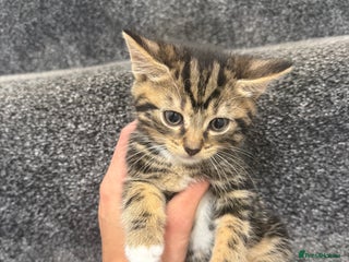 Domestic Shorthair cats - Advert 12